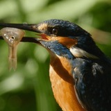 Abbildng: Platzhalter