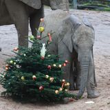 Abbildng: Platzhalter