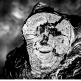 Abbildng: Platzhalter